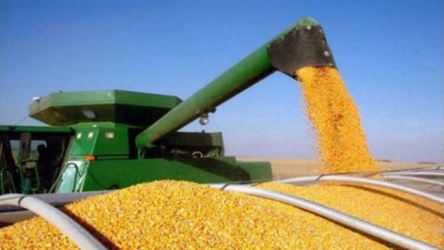 Українська кукурудза витіснила американську на китайському ринку 