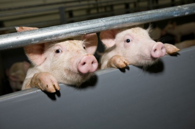 У Чернівцях посилили заходи щодо запобігання розповсюдження африканської чуми свиней