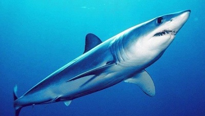 На території Білорусі знайшли новий вид викопних акул 
