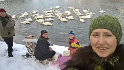 У Чернівцях на річці Прут зимують лебеді