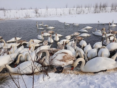 «Скоро птахи відлетять»: буковинців закликали встигнути відвідати озеро з лебедями у Чорториї