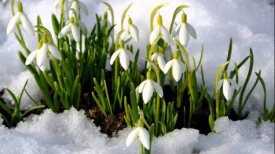 Синоптики розповіли, коли на Буковину прийде весна