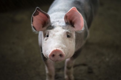 Україна подвоїла імпорт свинини 
