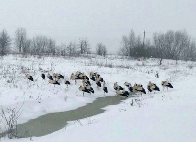 До Чернівців на поле прилетіла зграя лелек: місцеві жителі приносять птахам сіно і харчі