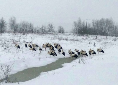 Пожежа на ринку і розпуск «Самопомочі». Головні новини Чернівців 19 березня