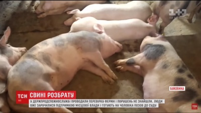У Чернівецькій області чоловік організував підпільну свиноферму посеред містечка