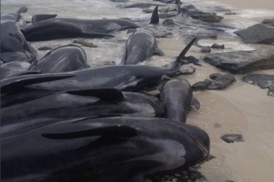 В Австралії викинулися на берег десятки дельфінів 