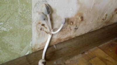 У квартирі в Києві на стіні виросли гриби: приголомшливий фотофакт