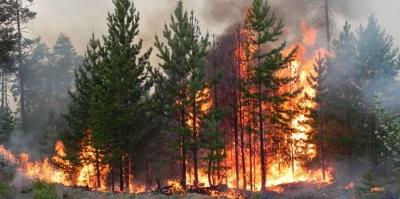 На Чорнівському сміттєзвалищі біля лісу сталася пожежа