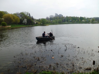 У Чернівцях у парку «Жовтневий» висадили водяні лілії (ФОТО)