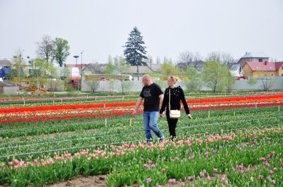 «Таку красу побачиш лише в казці»: на Буковині відкрили відоме тюльпанове поле (ФОТО)