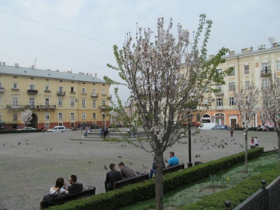 У Чернівцях на площі Філармонії розквітли сакури (ФОТО)