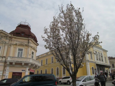 У Чернівцях на площі Філармонії розквітли сакури (ФОТО)