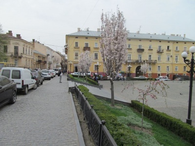 У Чернівцях на площі Філармонії розквітли сакури (ФОТО)