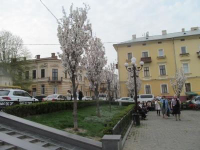 У Чернівцях на площі Філармонії розквітли сакури (ФОТО)