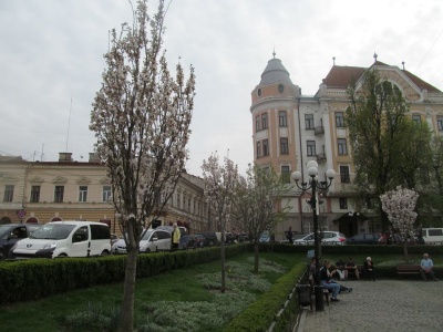 У Чернівцях на площі Філармонії розквітли сакури (ФОТО)