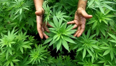 Канада готується легалізувати марихуану