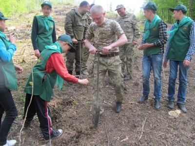 У Чернівецькій області школярі допомагають висаджувати ліс