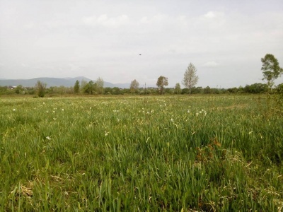 На Закарпатті розквітла Долина нарцисів (ФОТО)