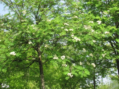 У Чернівцях у шкільному дендропарку ростуть понад 100 видів дерев (ФОТО)