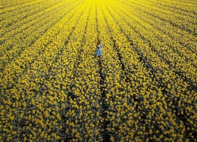 У Нідерландах розквітли 7 мільйонів тюльпанів (ФОТО)