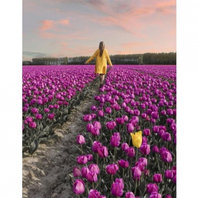У Нідерландах розквітли 7 мільйонів тюльпанів (ФОТО)