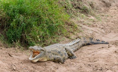 На Одещині поліція впіймала крокодила, який випав із балкона 