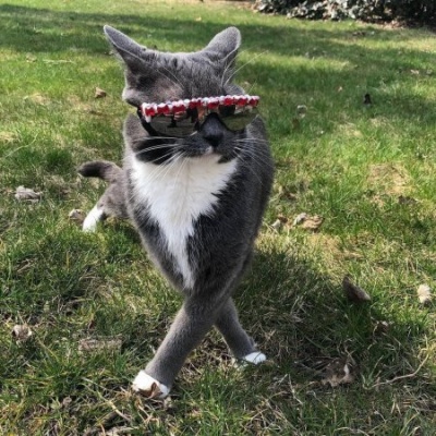 Інтернет підкорила кішка, яка носить сонячні окуляри - фото