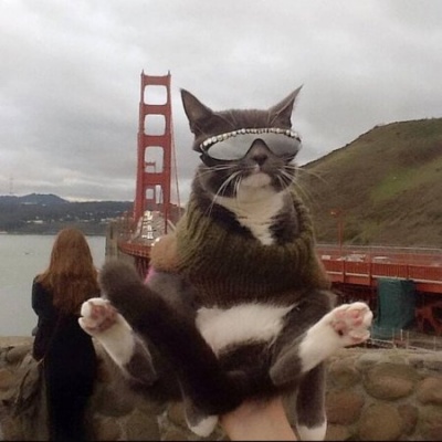 Інтернет підкорила кішка, яка носить сонячні окуляри - фото