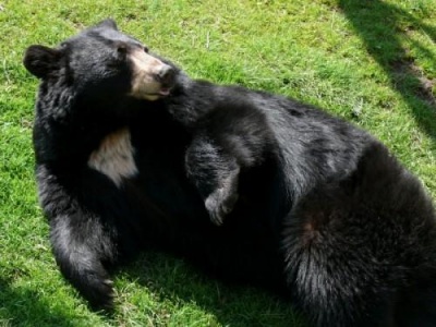 В Америці чоловік пішов врукопашну на ведмедя, щоб захистити свою собаку