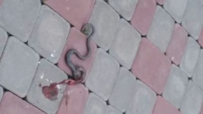 У Чернівцях на території школи виявили змію