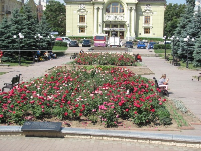 Чернівці розквітли: на міських клумбах цвітуть майже 10 тисяч кущів троянд