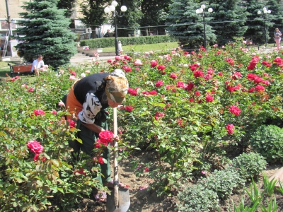 Чернівці розквітли: на міських клумбах цвітуть майже 10 тисяч кущів троянд