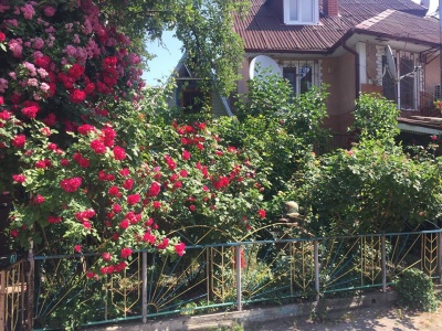 У центрі Чернівців жителі перетворили свій двір у трояндовий сад - фото
