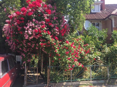 У центрі Чернівців жителі перетворили свій двір у трояндовий сад - фото