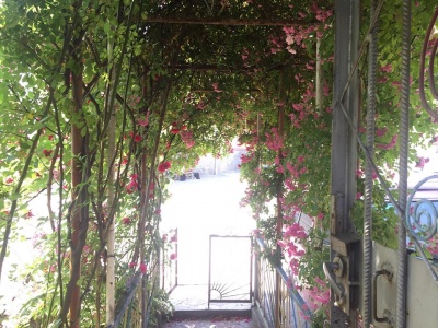 У центрі Чернівців жителі перетворили свій двір у трояндовий сад - фото