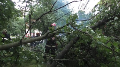 Повалені дерева в Чернівцях пошкодили два автомобілі та маршрутку