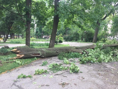 Негода в Чернівцях повалила дерева у сквері на Соборній площі - фото