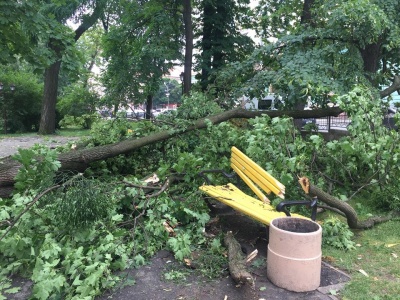 Негода в Чернівцях повалила дерева у сквері на Соборній площі - фото