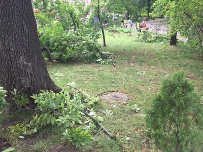 Негода в Чернівцях повалила дерева у сквері на Соборній площі - фото