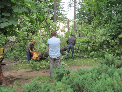 Негода в Чернівцях: комунальники прибирають повалені дерева - фото