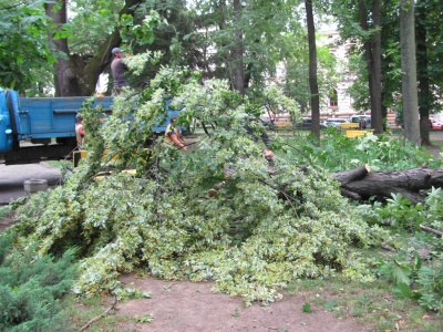 Негода в Чернівцях: комунальники прибирають повалені дерева - фото