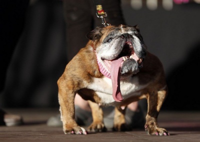 У Каліфорнії вибрали найпотворнішого собаку у світі