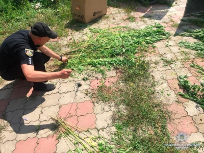 На Буковині поліція вилучила в чоловіка рекордну кількість кущів конопель