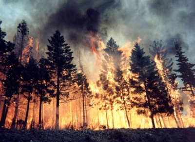 Швеція просить допомоги ЄС через сильні лісові пожежі