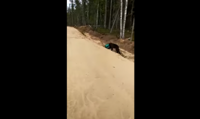 У Росії шукають ведмедя з каністрою на голові - відео