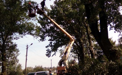 У Чернівцях зріжуть понад 200 дерев за якісним станом