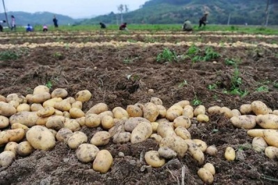 Що треба робити з грядкою після збирання картоплі: корисні поради