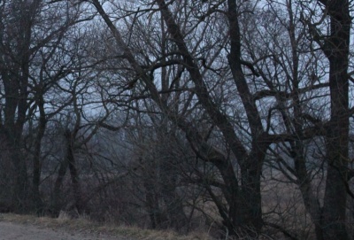 Благородний таксист та портрети Скрябіна на надгробках від чернівецької фірми. Головні новини за 28 вересня