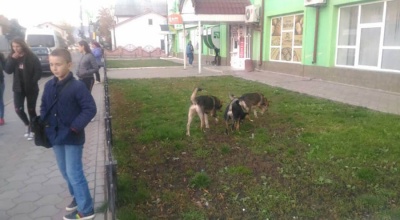 У райцентрі на Буковині безпритульні собаки покусали юнака